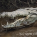 crocodile_american_tar_h_1545_cos2548.jpg